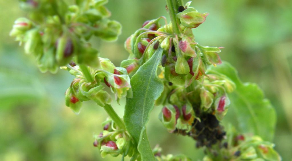 Chenopodium polyspermum? No, Rumex crispus